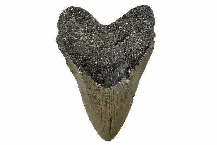 Serrated, Fossil Megalodon Tooth - North Carolina #308568